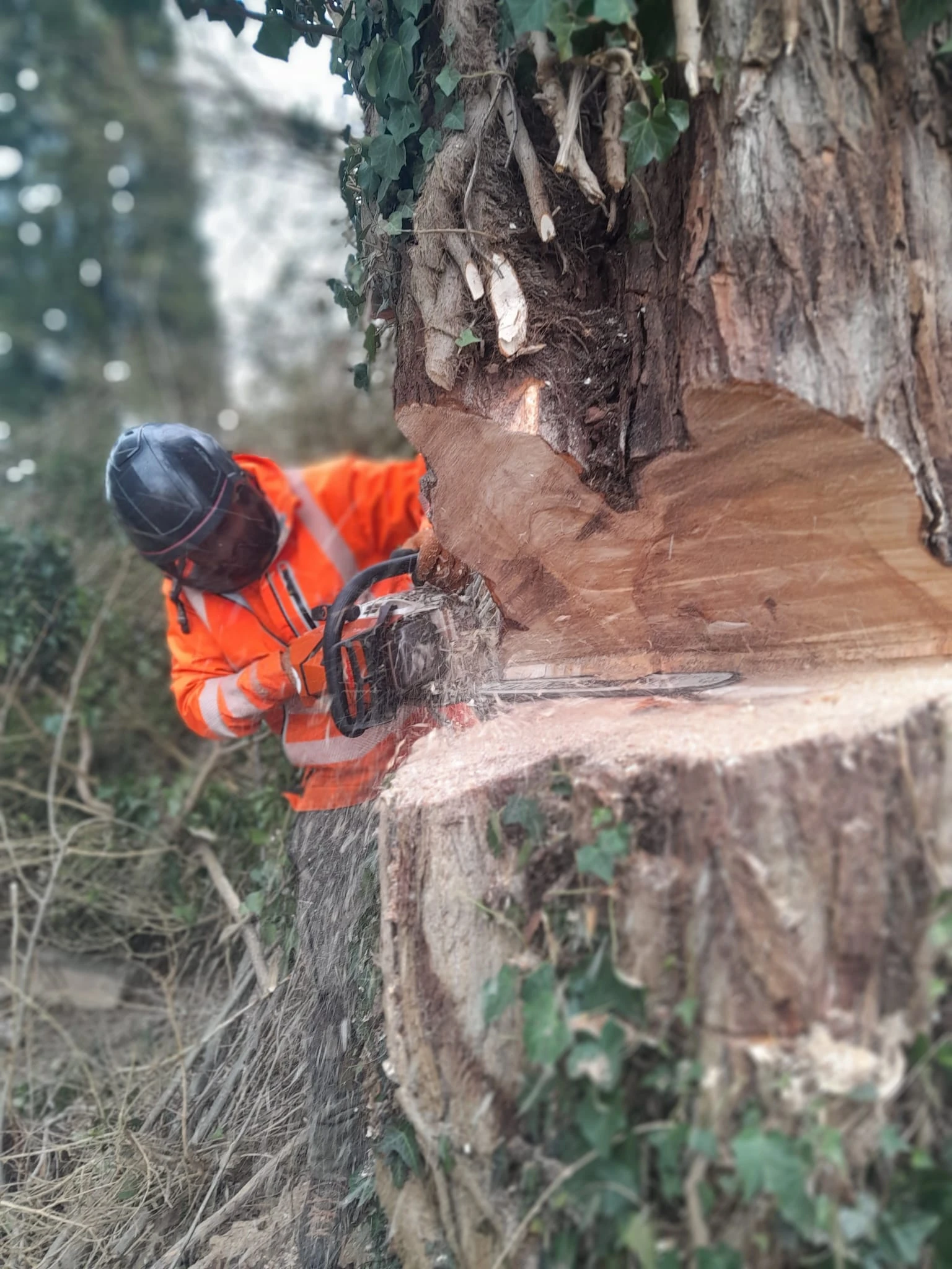 Arborista Baumdienst .jpg
