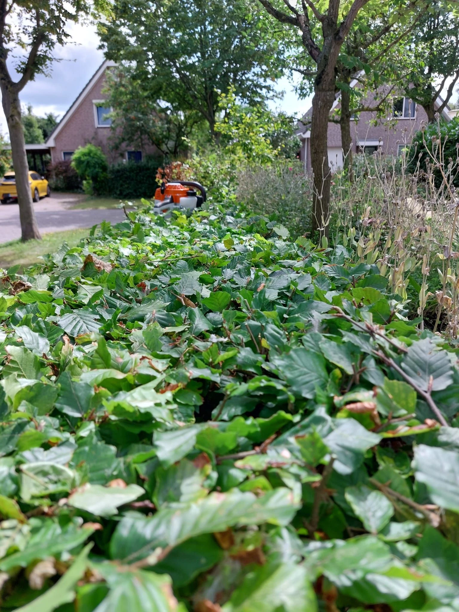 Sunflower Garden.jpg