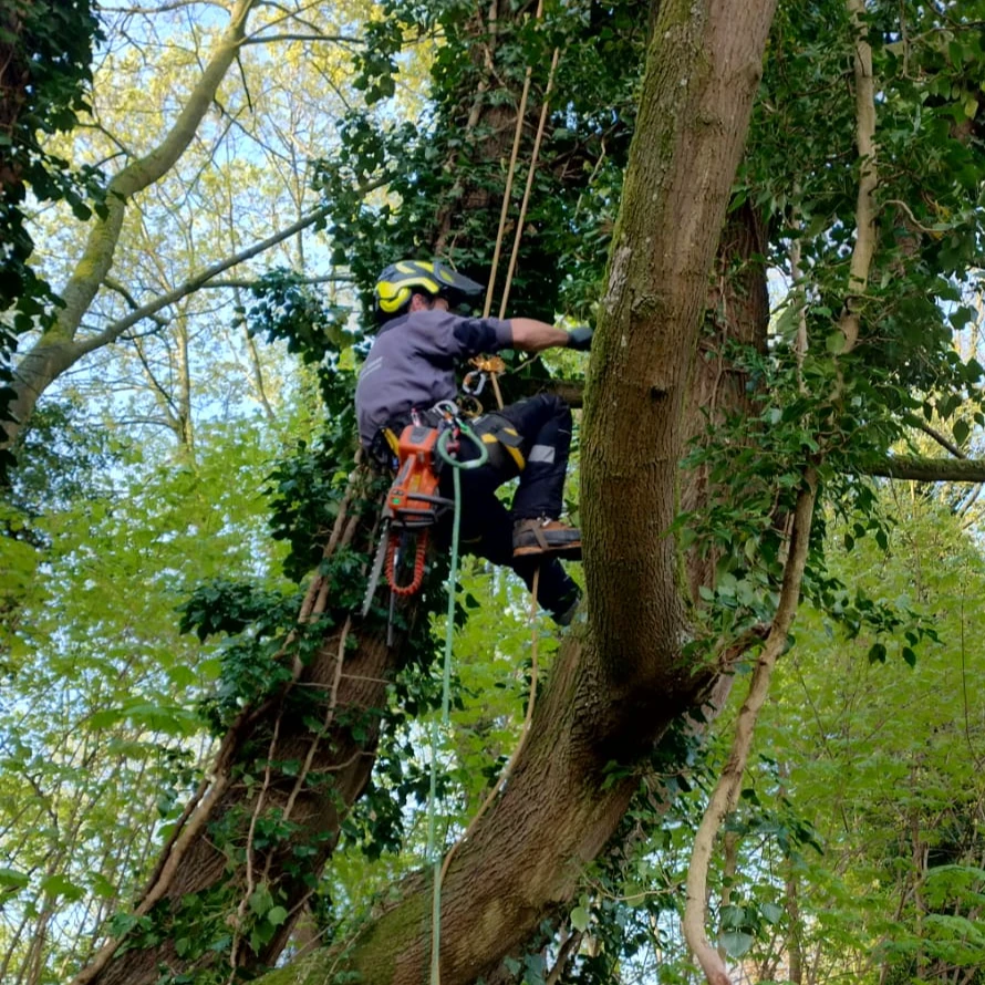 Thomas van Goor Boomverzorging Grondverzet.jpg