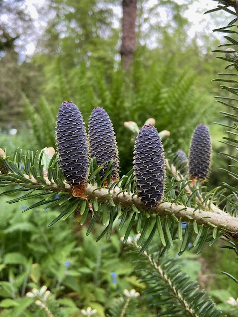 Arbor-vitaeboomverzorging.jpg