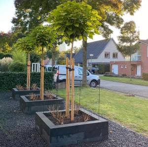 Thomas de Tuinman.jpg