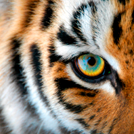 Le Tigre Webdesign Holland.jpg