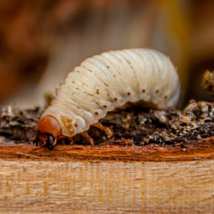 VDM Ongediertebestrijding en Diensten.jpg