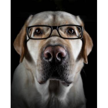 Rechtsanwalt Kuhnke, Tierrecht, Zivilrecht, Strafrecht, Anwalt für Tiere.jpg