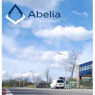 Abelia Hoveniers.jpg