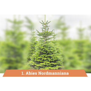 Deko Tuinen Lisse. Hoveniersbedrijf.jpg