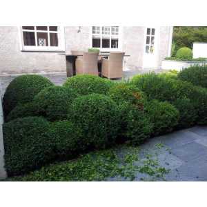 DVK Hoveniersbedrijf.jpg