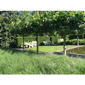 Cousijnse Hoveniers.jpg