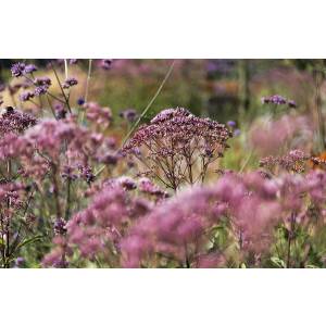 Lorsheijd groen B.V..jpg