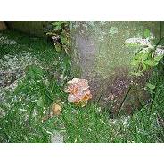 Boomzorg Fryslân.jpg