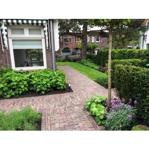 Kelvin Bosman Hoveniers.jpg