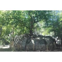 Dirven Boomverzorging.jpg