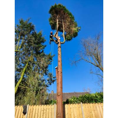 Natuurlijk Boomverzorging.jpg