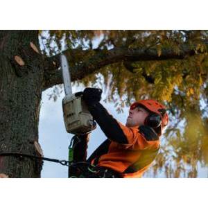 Stam Boomspecialisatie.jpg