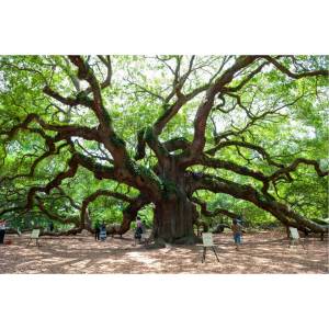 B-vier Boomspecialist.jpg