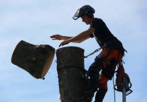 Laxsjon Boom en Groen.jpg