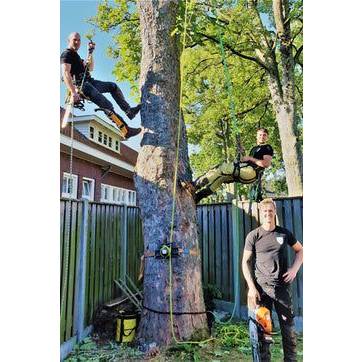 Silva Boomspecialisme.jpg