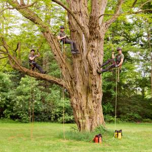 Flier Boomspecialisten B.V..jpg