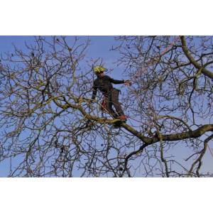 Emmers Boomrooierij & Boomverzorging.jpg