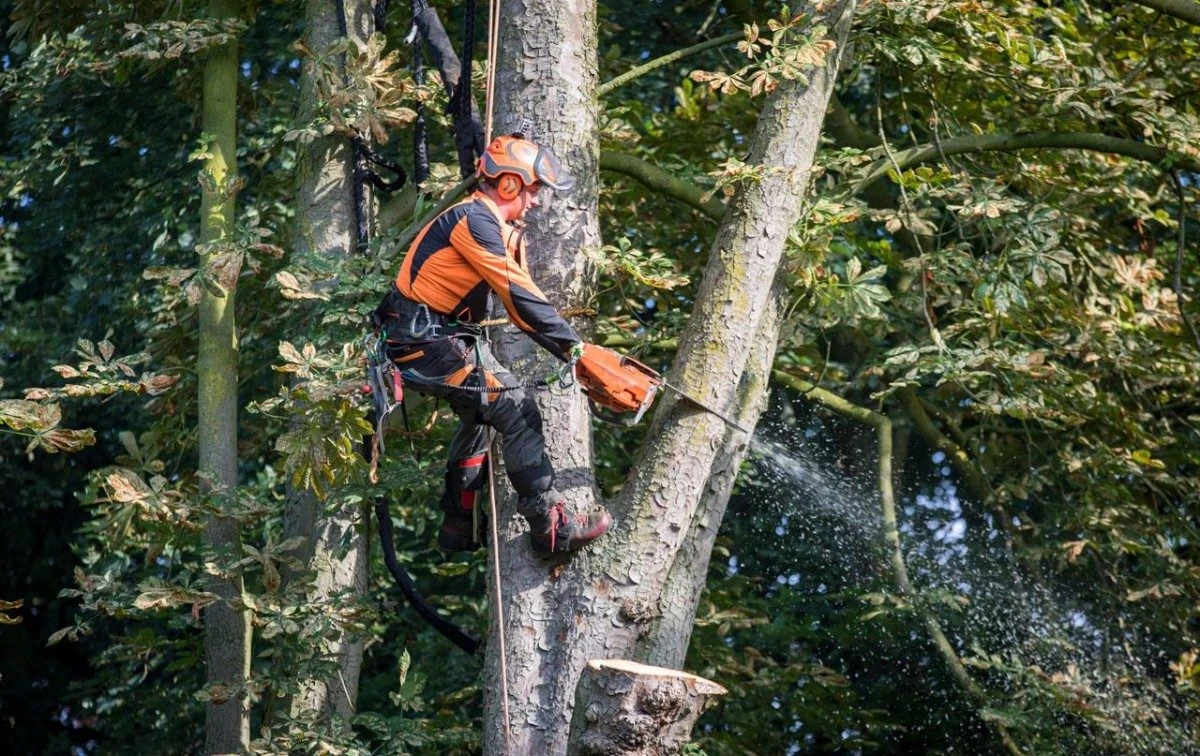 Van Voorthuizen Boom- & Groenvoorziening.jpg
