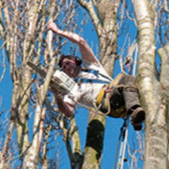 Huis in 't Veld Houthandel & Bosexploitatie.jpg