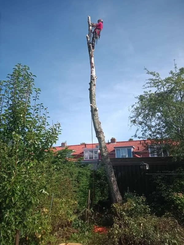 CB. Boomverzorging & Groenprojecten.jpg