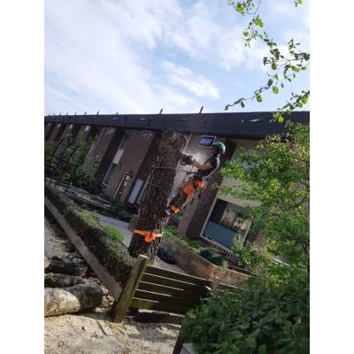 QvB boomverzorging.jpg