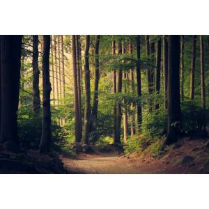 Jeffrey de Groot boomverzorging.jpg