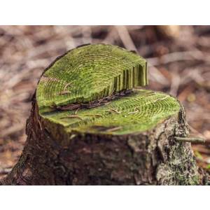 Martijn Kromwijk Boom- en Landschapsverzorging.jpg