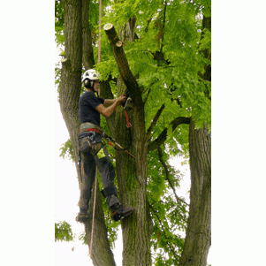 Aleven Boomverzorging.jpg