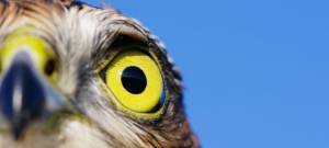 Bos Van der Burg Advocaten.jpg