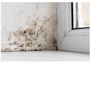 Vochtwering Nederland B.V..jpg